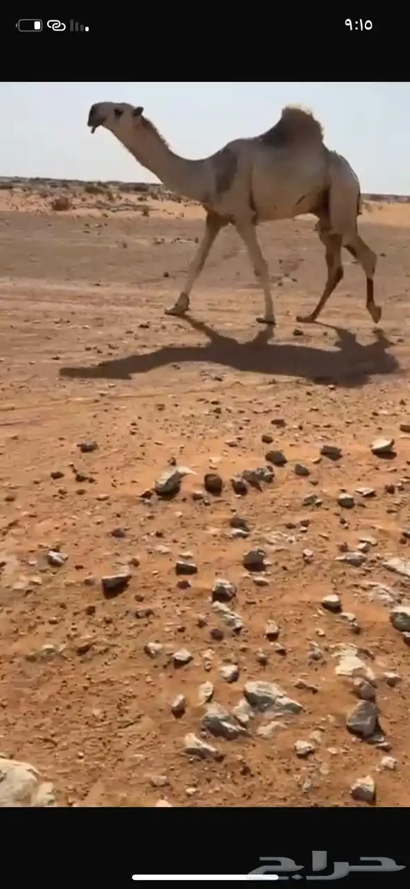 قعود باتلي سنه لقي 1