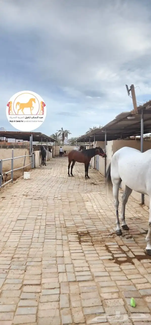مربط السكب عروض يوم الوطني 6