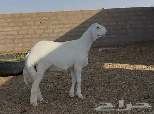مشروع فحل حري صنف الصنف 0