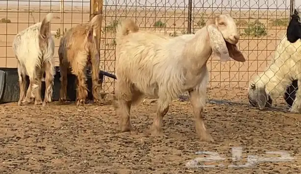 جفار جفرات مصريات بيور 1