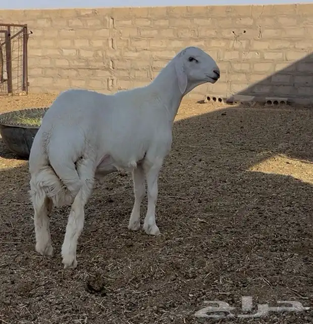 مشروع فحل حري صنف الصنف 1