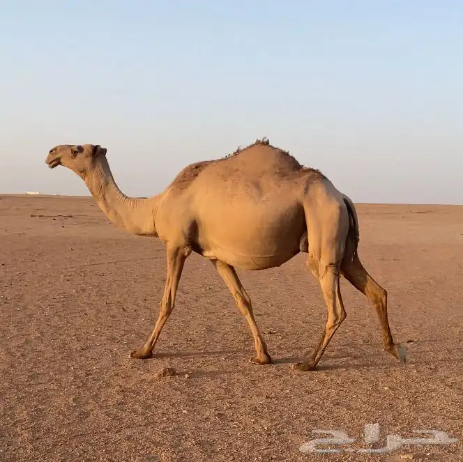 لقحه شعلا ثنيه 1