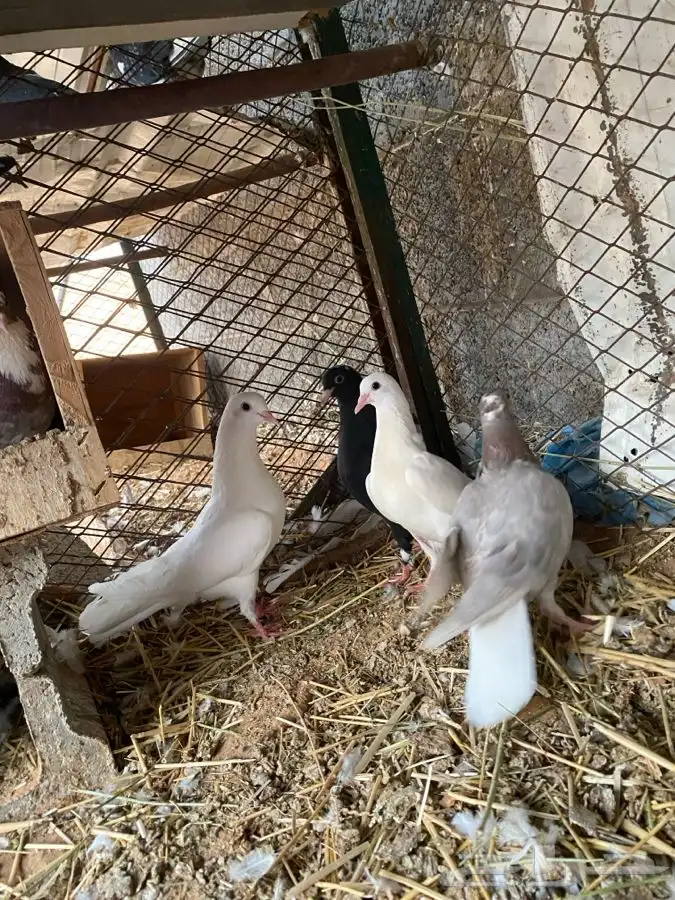 جوز قلابي بعياله للبيع 4