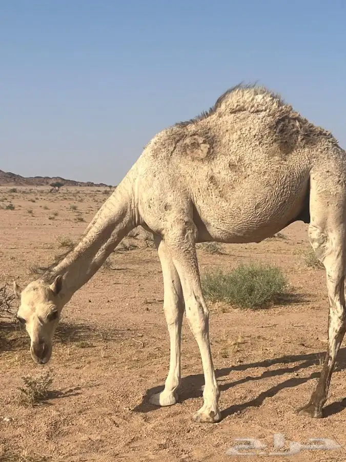 قعود للبيع 0