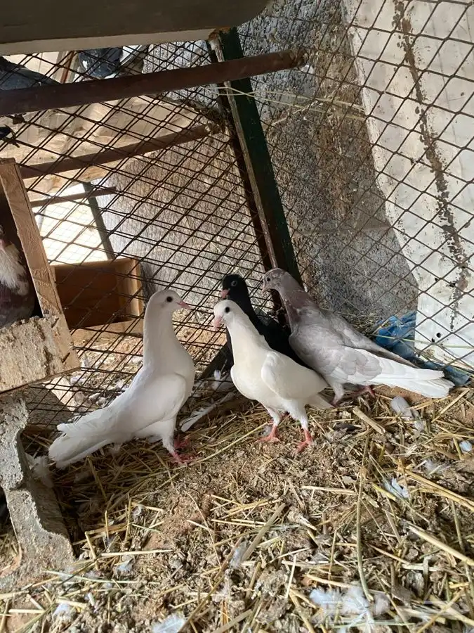 جوز قلابي بعياله للبيع 3