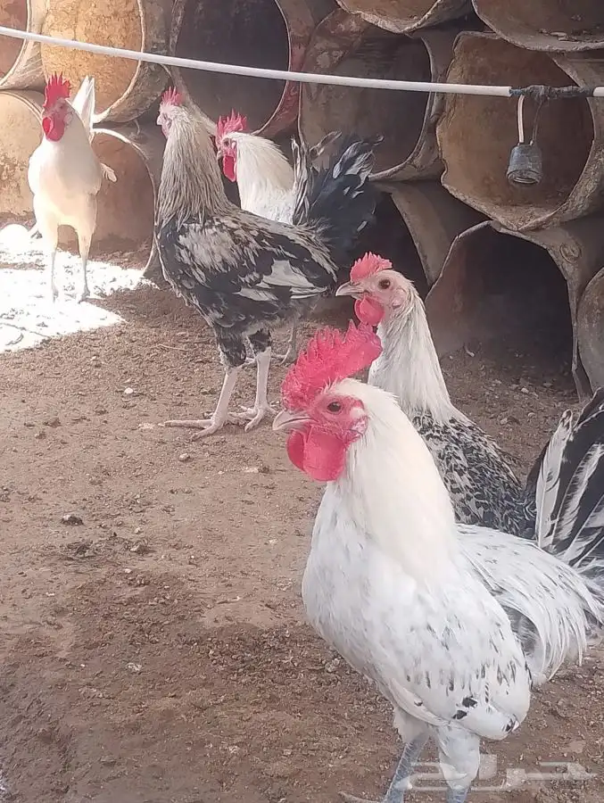 ديكه مع الذبح والتنظيف 2