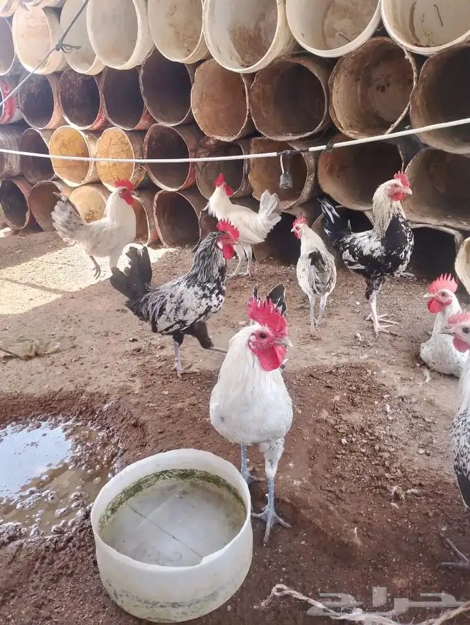 ديكه مع الذبح والتنظيف 0
