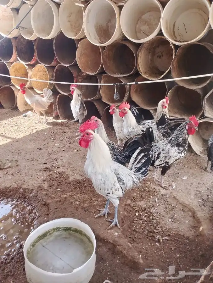 ديكه مع الذبح والتنظيف 1