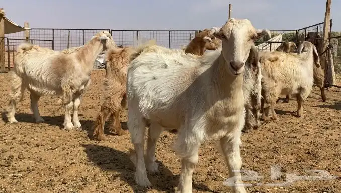 جفار جفرات مصريات بيور 7