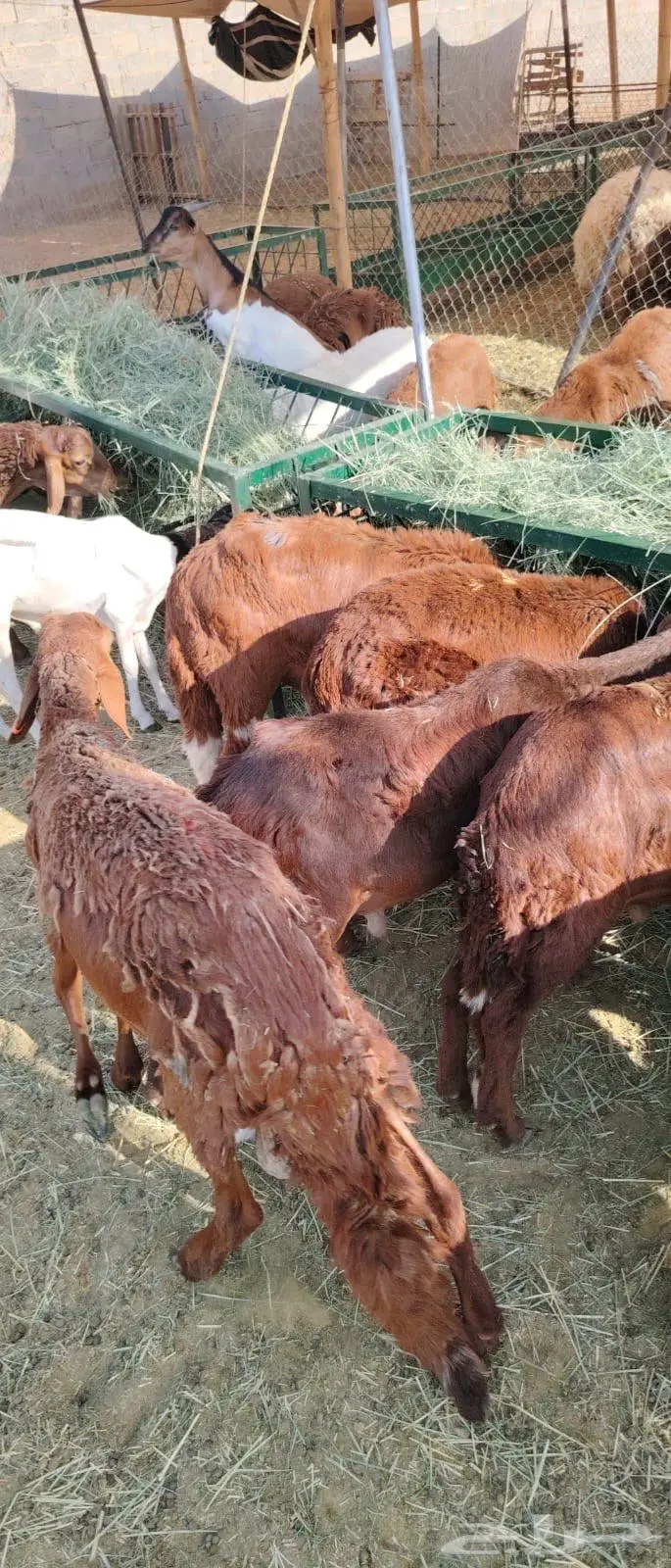 جملة وتوزيع.. لحم طازج بأفضل الأسعار 5