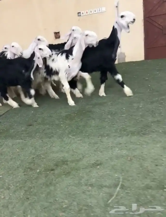 رخال نجد 2