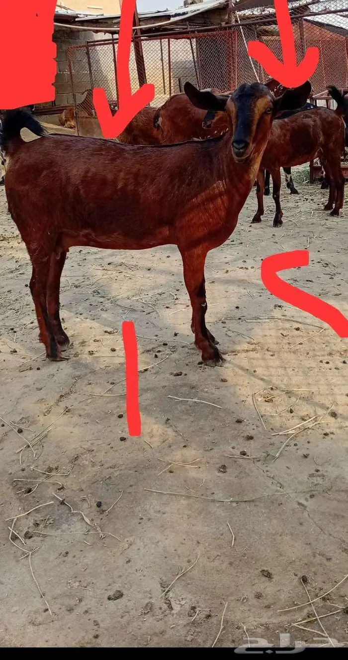 مقاني دفيع ماهي للذبح 4