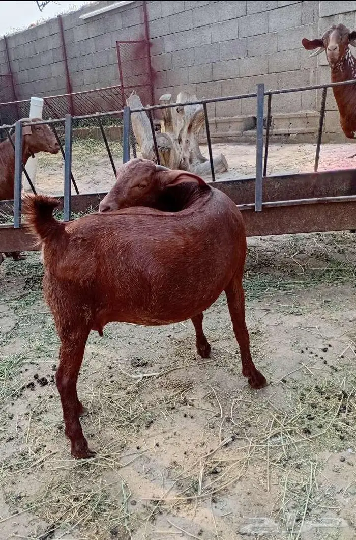 مقاني دفيع ماهي للذبح 0