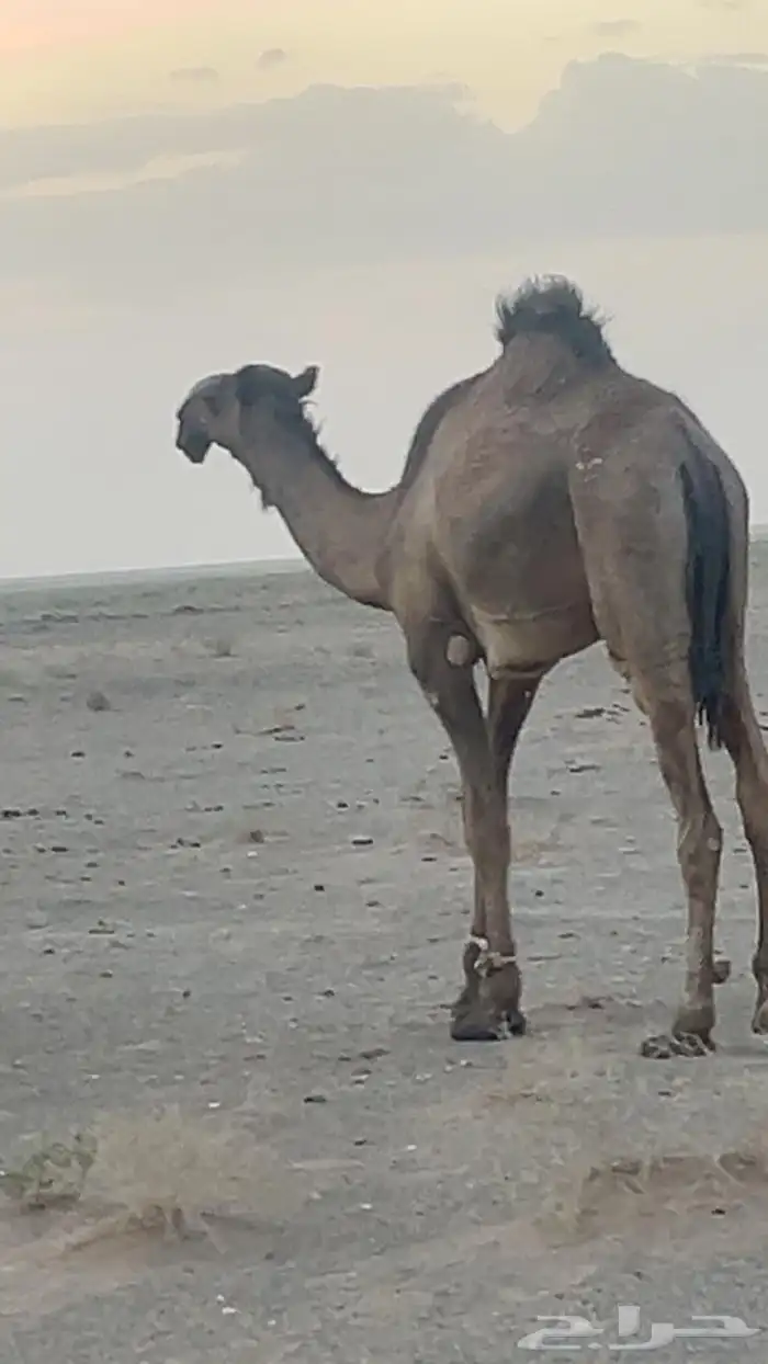 قعود لقي اصفر عل بعير محيل الهجله دبياني القعود كفو وامه كف 0
