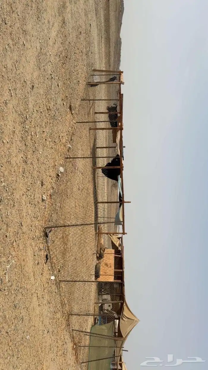 شبوك أغنام للإيجار الشهري 1