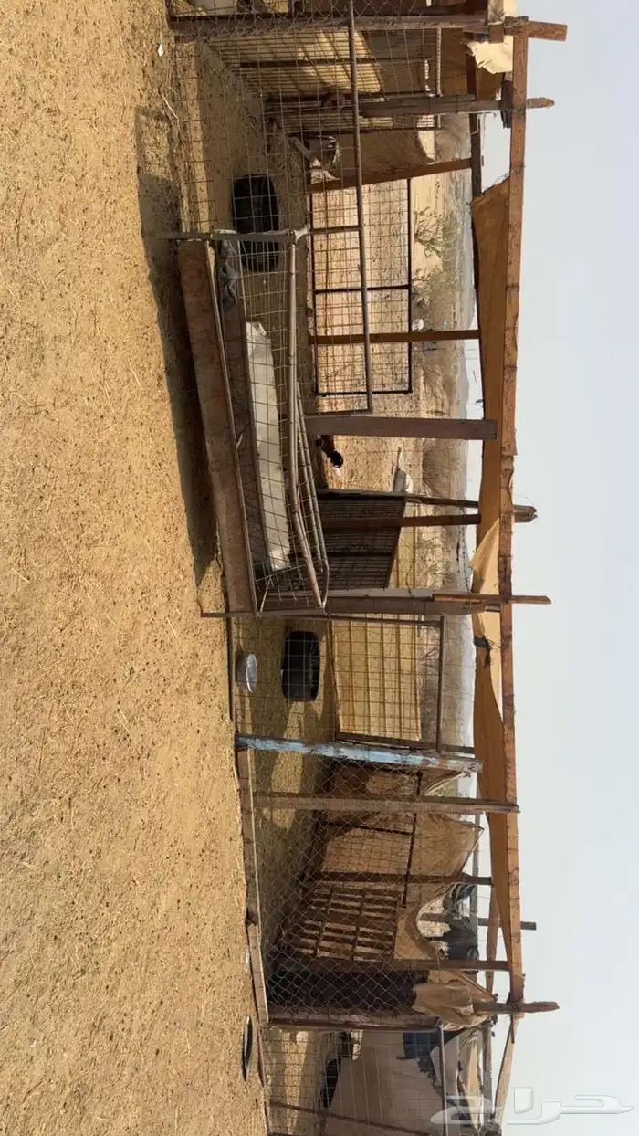 شبوك أغنام للإيجار الشهري 0