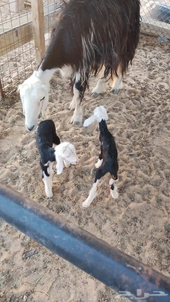 للبيع نجديه صحتها شرط معها رخلتين مواليد لهم 4 ايام 0