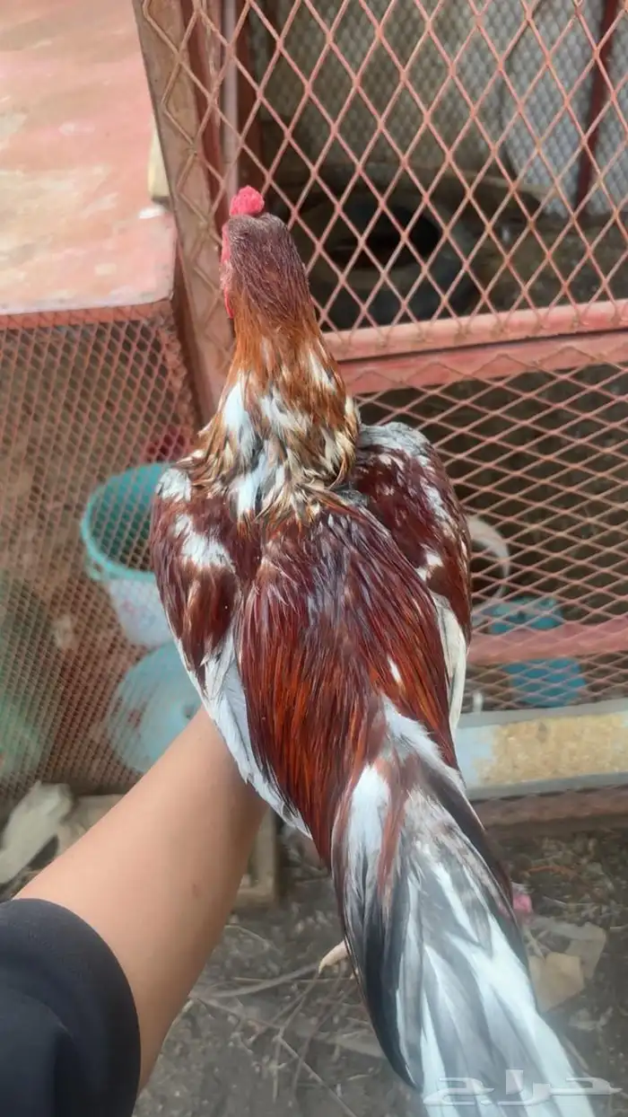 ديك بكستاني و انثى بكستاني كلهم سندي 0