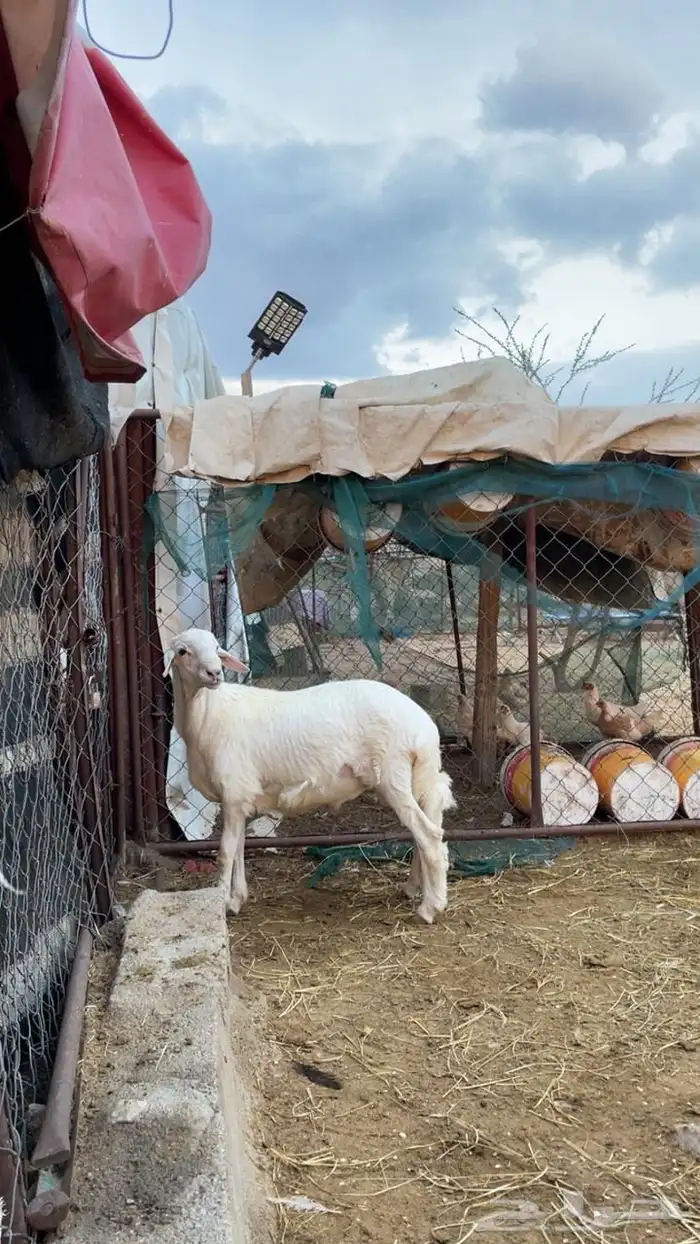 خروف للبيع 3