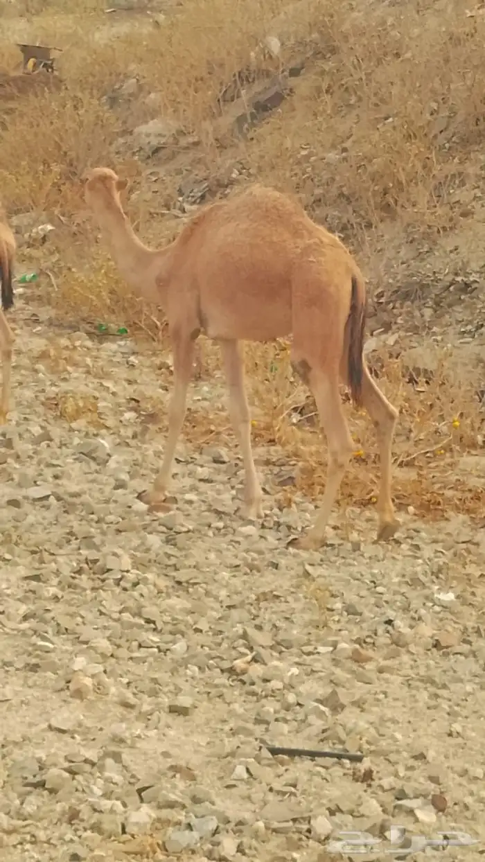 قعود البيع 1