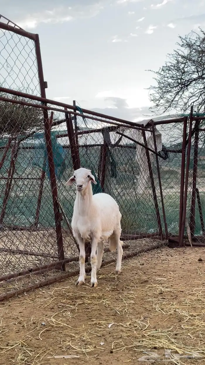 خروف للبيع 2