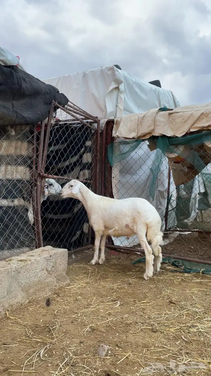 خروف للبيع 0