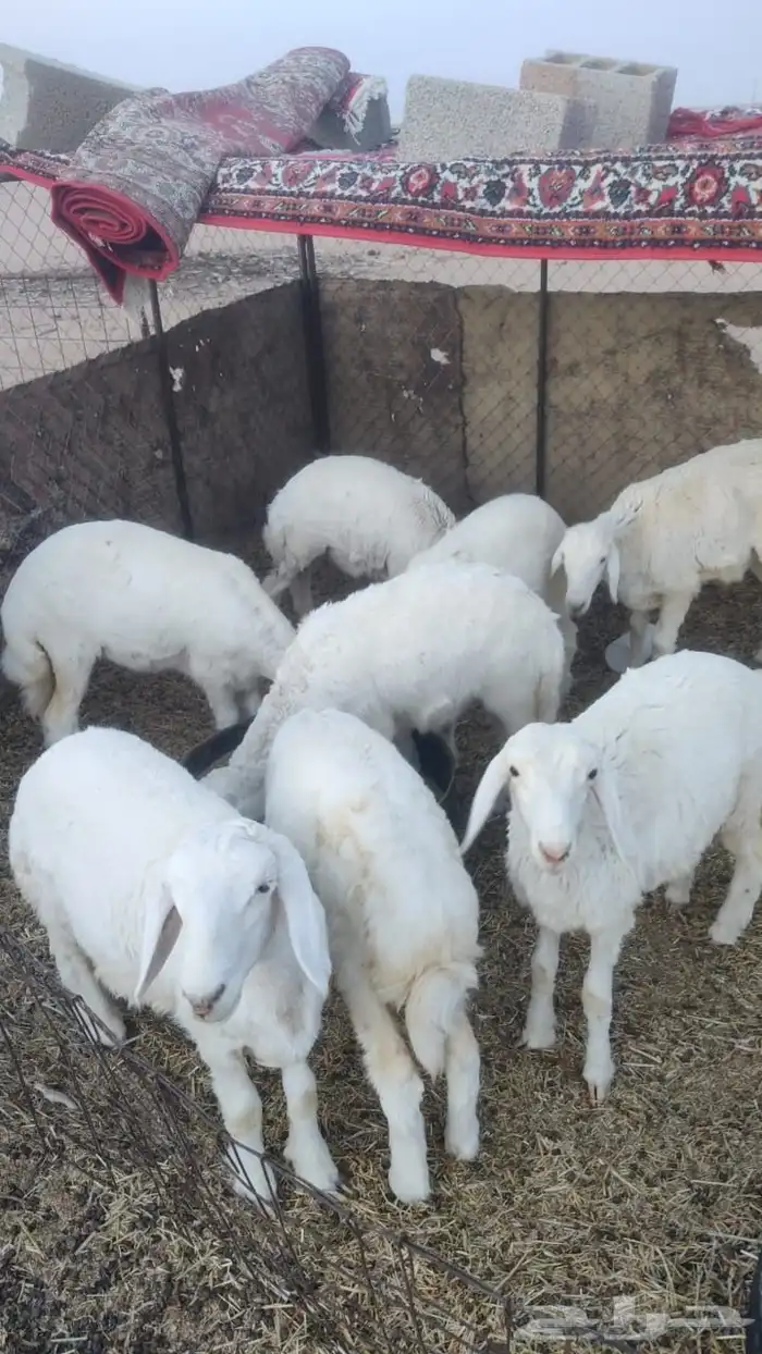 رخال حريات 0