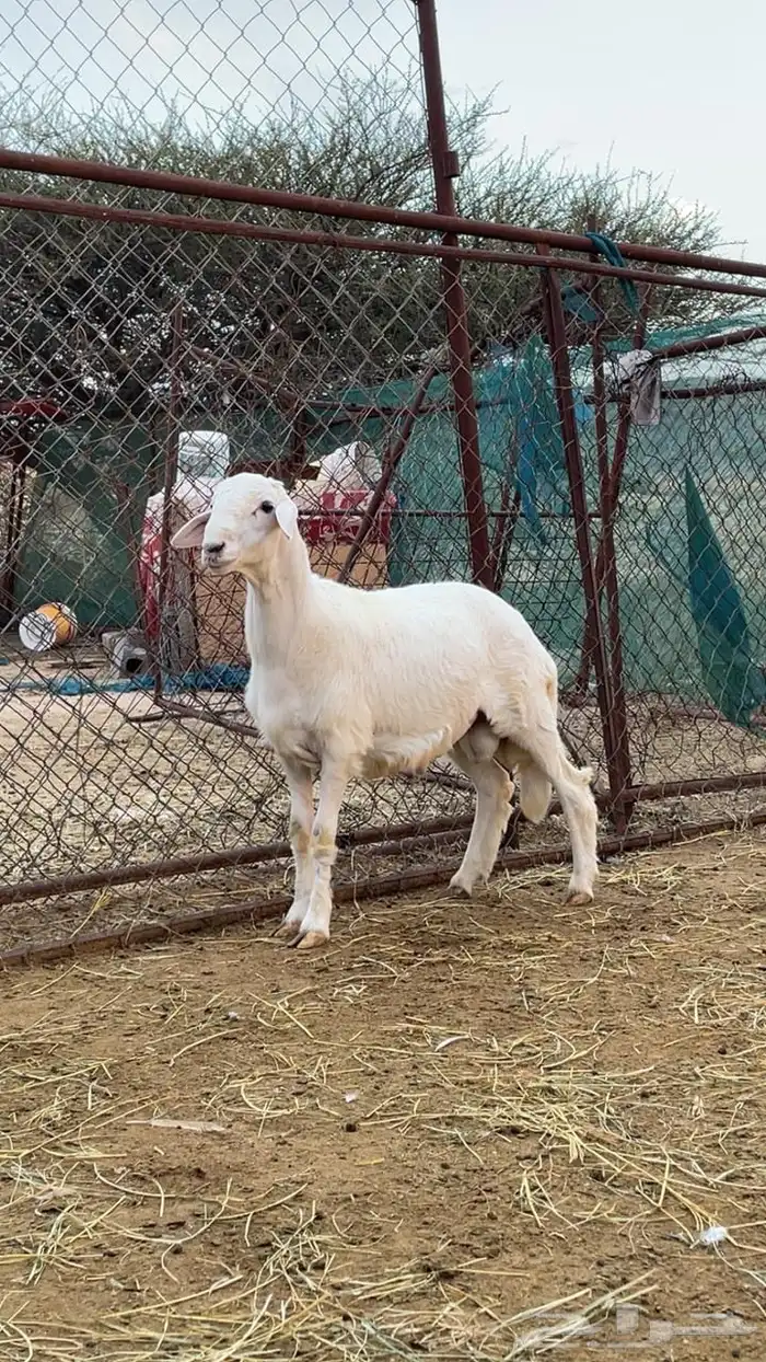 خروف للبيع 1