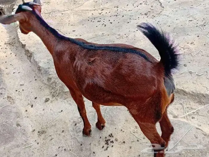 مقاني دفيع ماهي للذبح 9