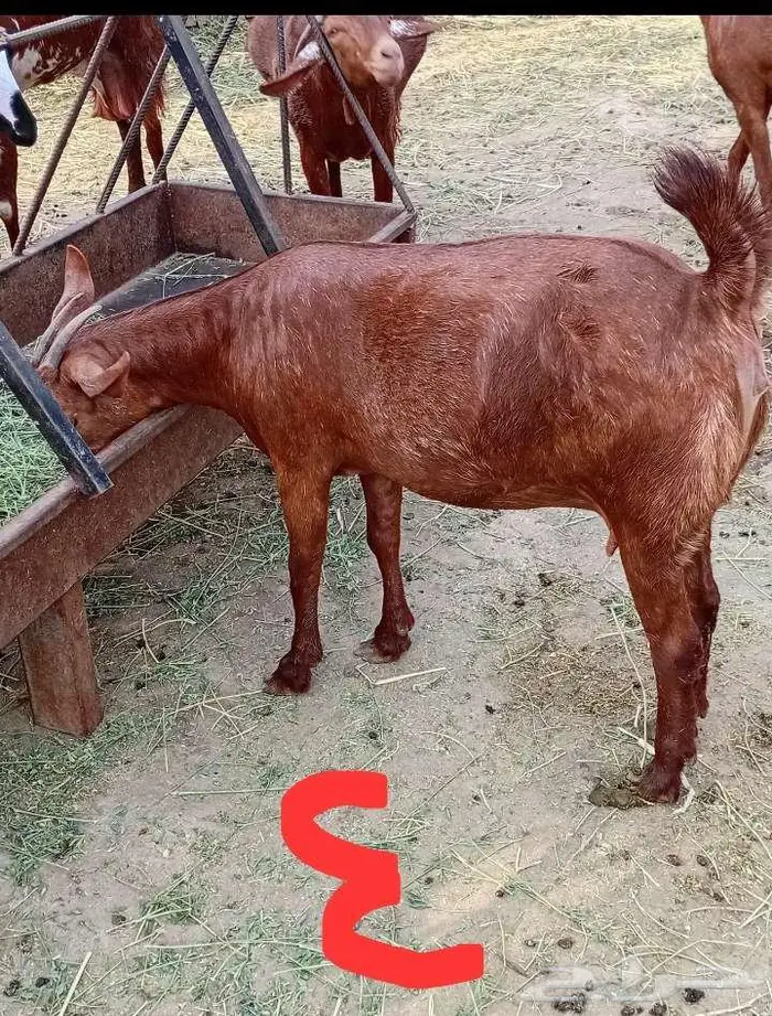 مقاني دفيع ماهي للذبح 7