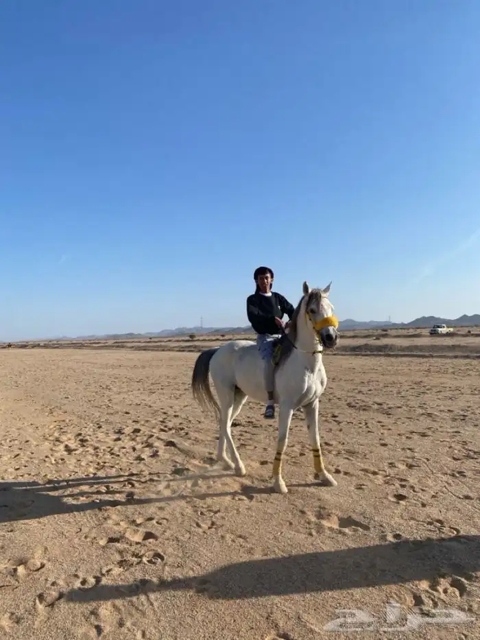 حصان 2