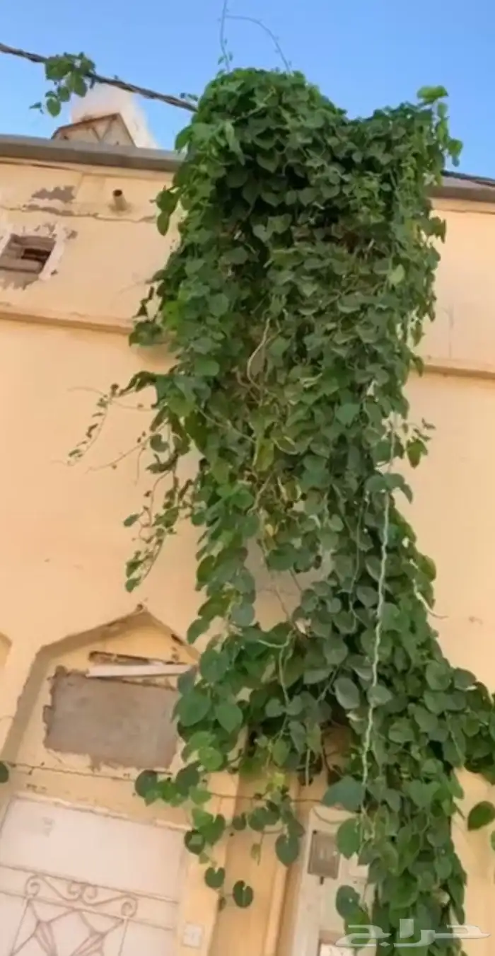 شتلات متسلقة سلك التلفون 0