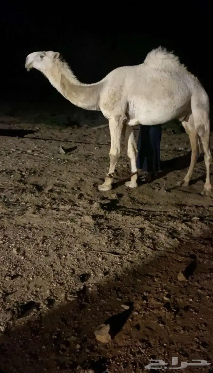 بعير اوضح منتج 0