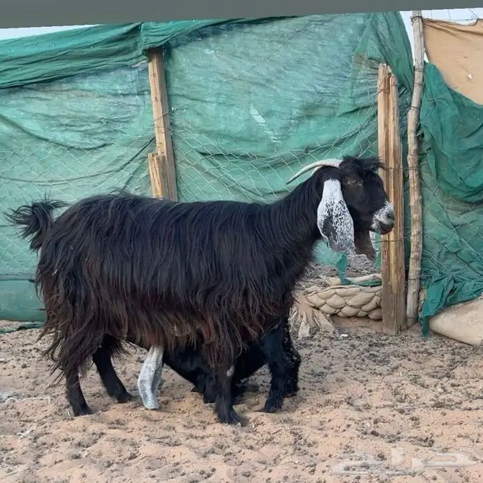 عنز والد حدرها تيس طيبه وجرمها طيب 3