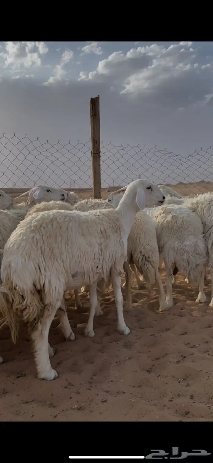 غنم حريات حرش مراح واحد دفيع ومضاريع 0
