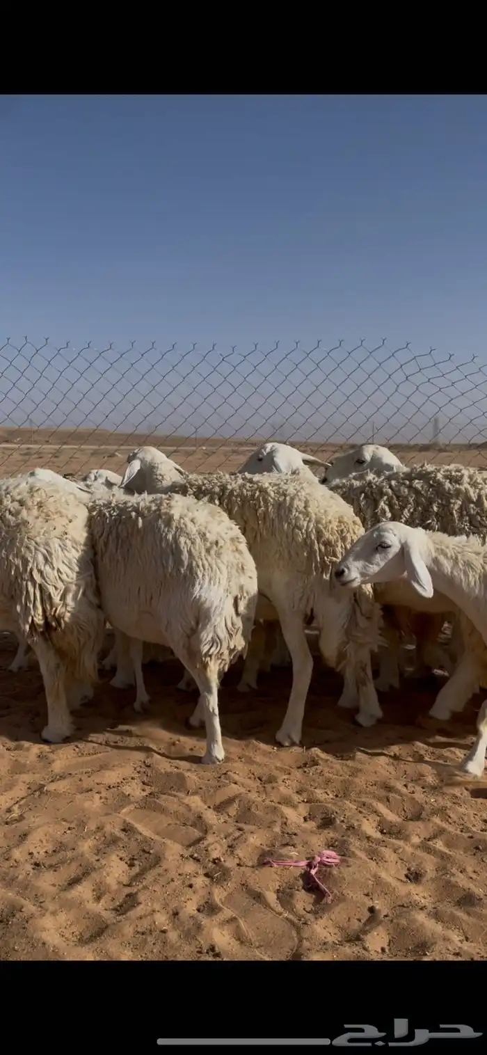 غنم حريات حرش مراح واحد دفيع ومضاريع 3