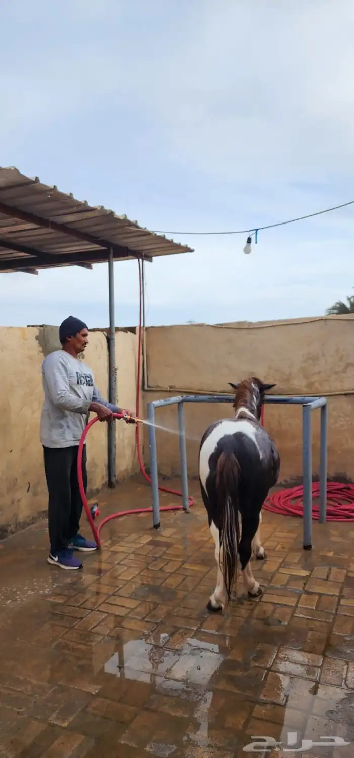 مربط السكب عروض يوم الوطني 8