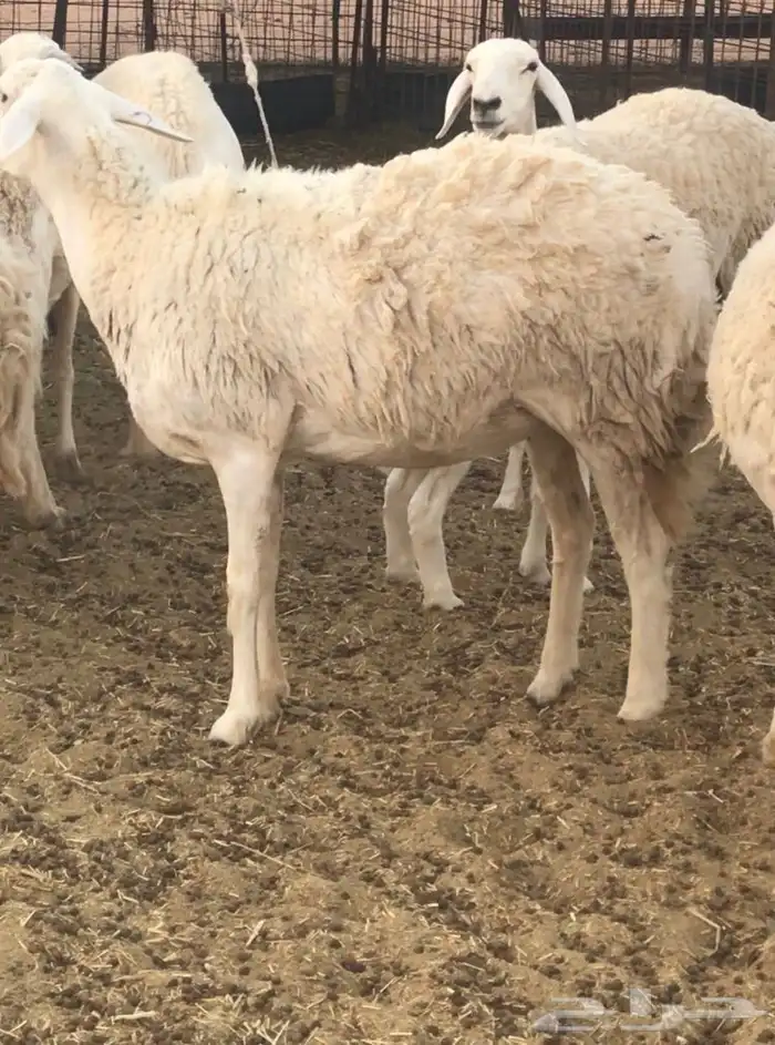 حريات صنف الصنف 27