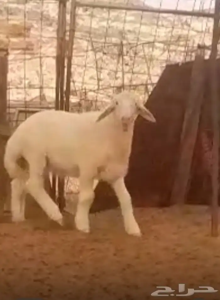 مشروع فحل صنف فاخر 7