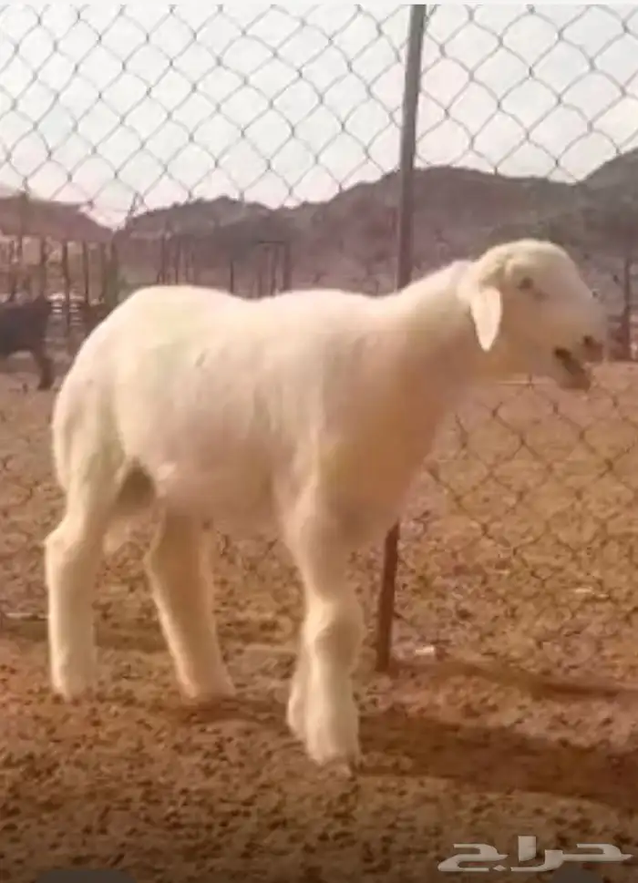 مشروع فحل صنف فاخر 3