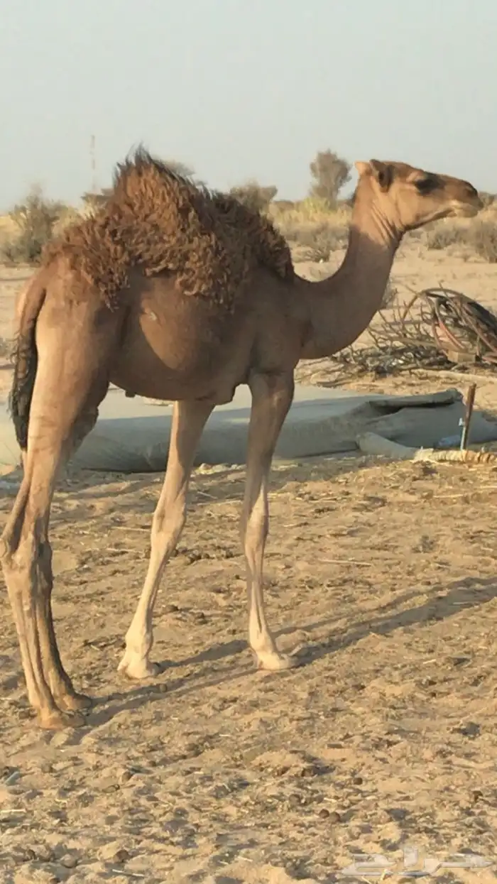 قعود على الحليب 0