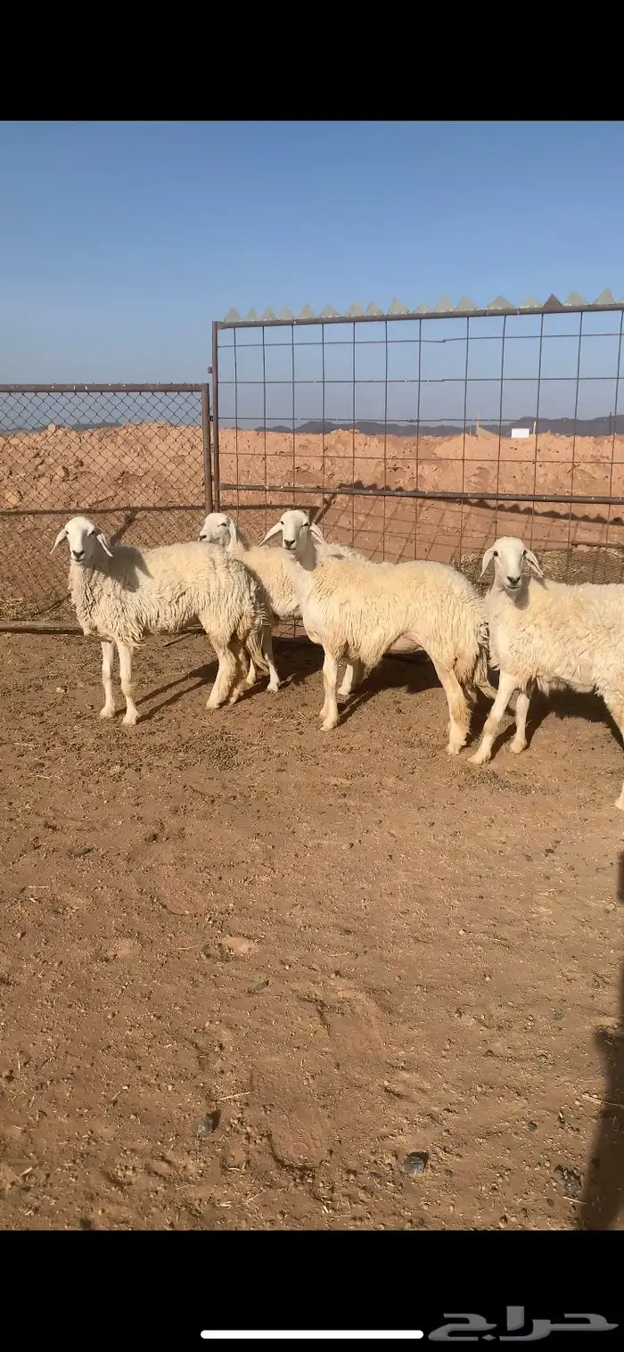 رخال صنف الصنف   دفيع 6