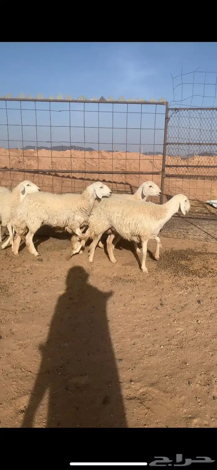 رخال صنف الصنف   دفيع 4