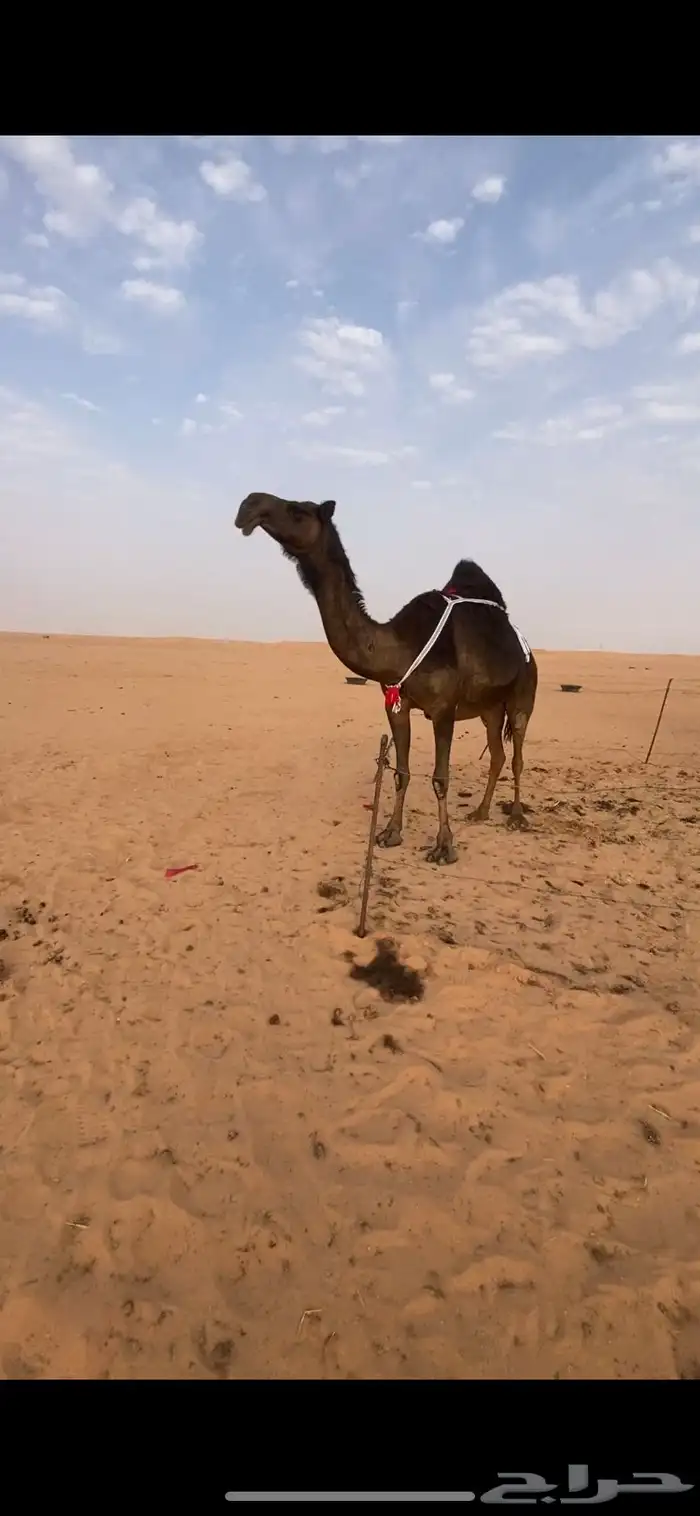 عشرا 0
