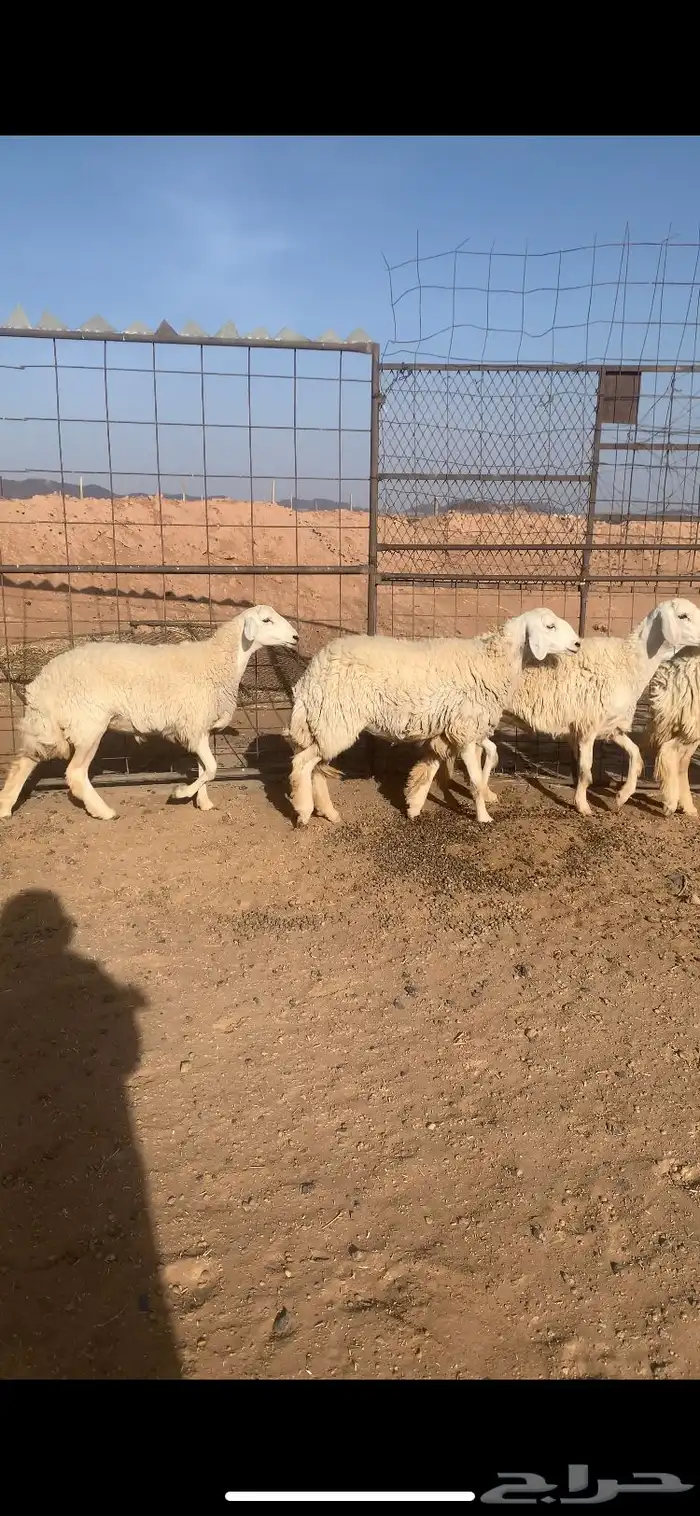 رخال صنف الصنف   دفيع 3