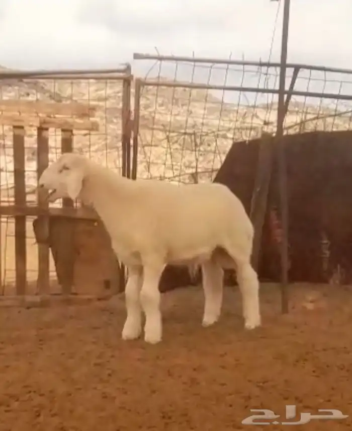 مشروع فحل صنف فاخر 5