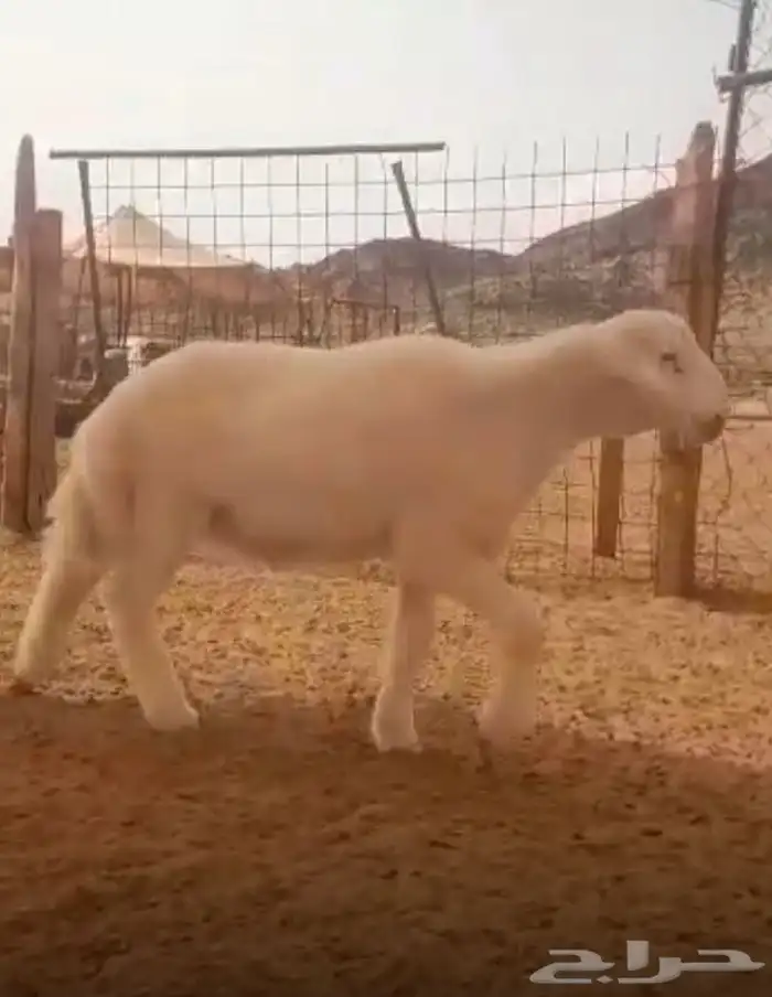 مشروع فحل صنف فاخر 9