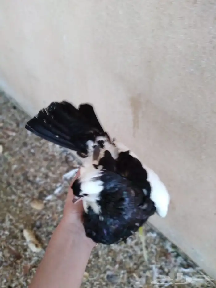 للبيع حمام مشكل 2