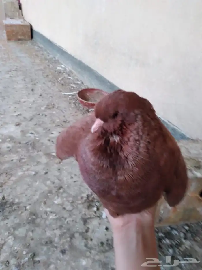 للبيع حمام مشكل 7