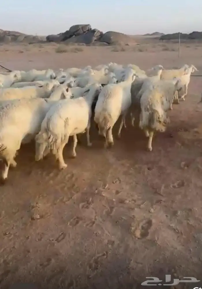 غنم حريات حرش جروم طيبه مراح واحد 0
